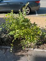 Sneeuwbes struik, Ophalen, Overige soorten, Struik, Minder dan 100 cm