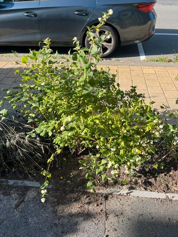 Sneeuwbes struik beschikbaar voor biedingen