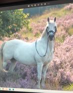 Connemara pony te koop, Dieren en Toebehoren, Pony's, 11 jaar of ouder, Recreatiepony, D pony (1.37m tot 1.48m), Merrie
