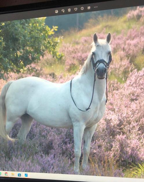 Connemara pony te koop, Dieren en Toebehoren, Pony's, Merrie, D pony (1.37m tot 1.48m), Recreatiepony, 11 jaar of ouder, Gechipt