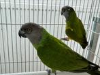 Bonte boertje - poicephalus senegalus, Meerdere dieren, Papegaai, Geringd