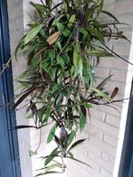 Hoya carnosa Red button grote hangplant., Huis en Inrichting, Kamerplanten, Ophalen of Verzenden, Halfschaduw, Minder dan 100 cm