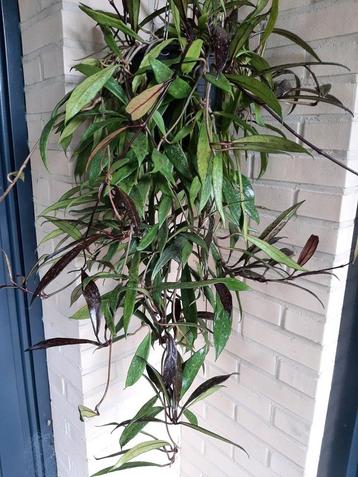 Hoya carnosa Red button grote hangplant. beschikbaar voor biedingen
