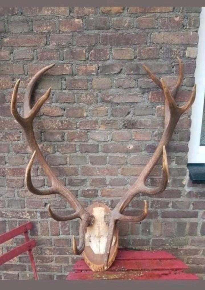 Mega Edelhert antiek gewei schedel schedels herten blikvange, Verzamelen, Dierenverzamelingen, Zo goed als nieuw, Schedel, Hert