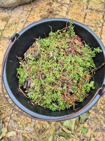 3 Bodembedekkers in volle emmer biologisch roze vaste plant beschikbaar voor biedingen