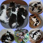 Mooie ragdoll kruising-kittens, Poes, Ontwormd