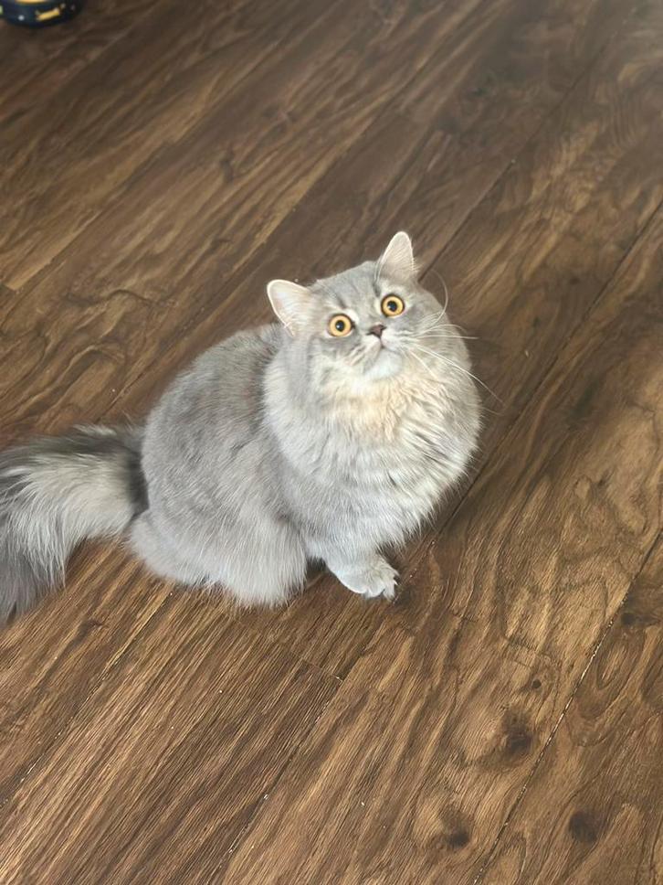 Kater voor dekking, Diensten en Vakmensen, Dieren | Katten | Verzorging, Oppas en Les