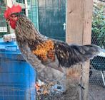 Silverudd bla haan,  aug 2025, Dieren en Toebehoren, Mannelijk, Kip