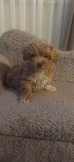 Maltipoo pups puppies🐶, Dieren en Toebehoren, Poedel, Reu, Meerdere, Nederland