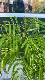 Albizia (perzische slaapboom)  met knop !! (Tropical dream), Tuin en Terras, Ophalen, Zomer, Overige soorten, Volle zon