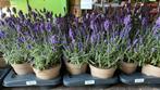 Lavendel ‘hidcote’, Tuin en Terras, Planten | Tuinplanten, Ophalen, Zomer, Overige soorten, Volle zon