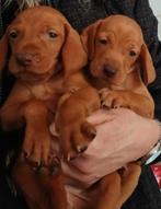 Vizsla pups, Dieren en Toebehoren, Honden | Setters en Staande honden, Overige rassen, CDV (hondenziekte), 8 tot 15 weken, Meerdere