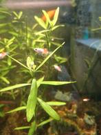 Micky mouse platy zijn super gezond zijn leuk om te zien, Dieren en Toebehoren, Vis