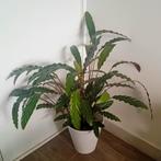 Calathea plant 100x80cm, Ophalen, Volledige schaduw, Overige soorten, In pot