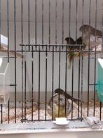 glosters/ kanaries, Meerdere dieren, Postuurkanarie