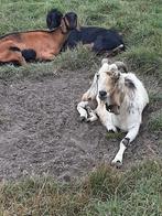 Nubische bok, Dieren en Toebehoren, Mannelijk, Geit