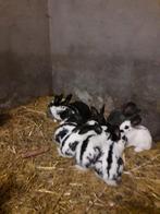 Lotharinger konijntjes, Dieren en Toebehoren, Pluimvee, Geslacht onbekend, Kip