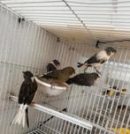 Kanarie mannen en poppen, Dieren en Toebehoren, Vogels | Overige Vogels, Meerdere dieren