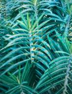 Zaden Kruisbladwolfsmelk Euphorbia lathyrus, Ophalen of Verzenden, Voorjaar, Volle zon