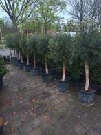Olijfbomen dikke stam, Ophalen, Volle zon, Olijfboom, 100 tot 250 cm