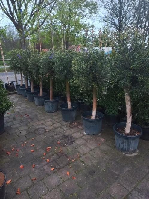 Olijfbomen dikke stam, Tuin en Terras, Planten | Bomen, Olijfboom, 100 tot 250 cm, Volle zon, Ophalen