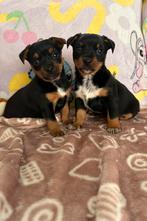 Pincher Pups, Dieren en Toebehoren, Honden | Chihuahua's en Gezelschapshonden, 8 tot 15 weken, Teef, CDV (hondenziekte), Eén hond