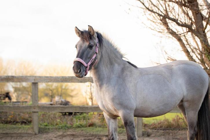 Konik merrie, Dieren en Toebehoren, Stalling en Weidegang