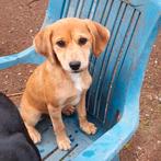 Verlegen pup Britta, teefje, Dieren en Toebehoren, Honden | Niet-rashonden, Particulier, Rabiës (hondsdolheid), 8 tot 15 weken