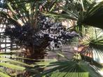 Zaden van winterharde trachycarpus palm. Gratis afhalen, Tuin en Terras, Bloembollen en Zaden, Ophalen