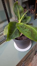 Banenplant  30 cm hoog, Huis en Inrichting, Ophalen of Verzenden, Halfschaduw, Minder dan 100 cm
