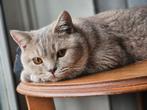 Lieve kattenoppas – Betrouwbare zorg voor uw kat, Dieren en Toebehoren, Katten en Kittens | Overige Katten, Meerdere dieren