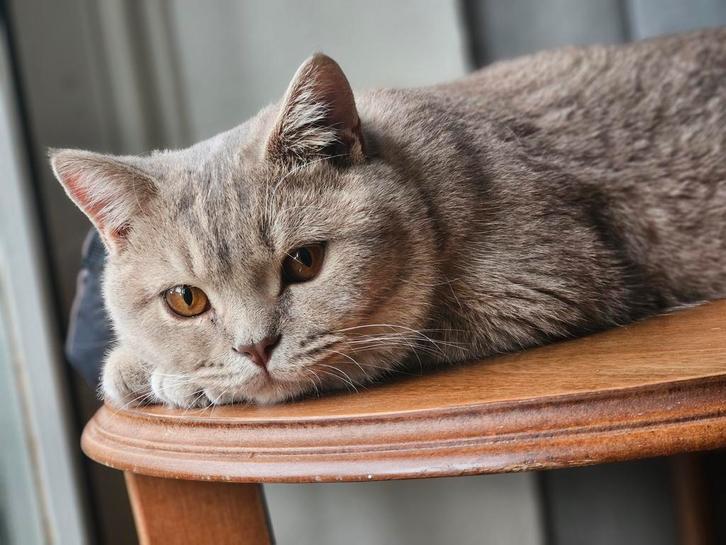 Lieve kattenoppas – Betrouwbare zorg voor uw kat, Dieren en Toebehoren, Katten en Kittens | Overige Katten, Meerdere dieren