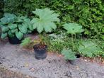 Gunnera planten te koop., Tuin en Terras, Vaste plant, Halfschaduw, Zomer, Ophalen