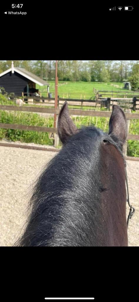 Stalling Blaricum aangeboden, Dieren en Toebehoren, Stalling en Weidegang, Stalling