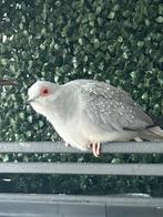 Lief diamantje op te halen, Dieren en Toebehoren, Mannelijk