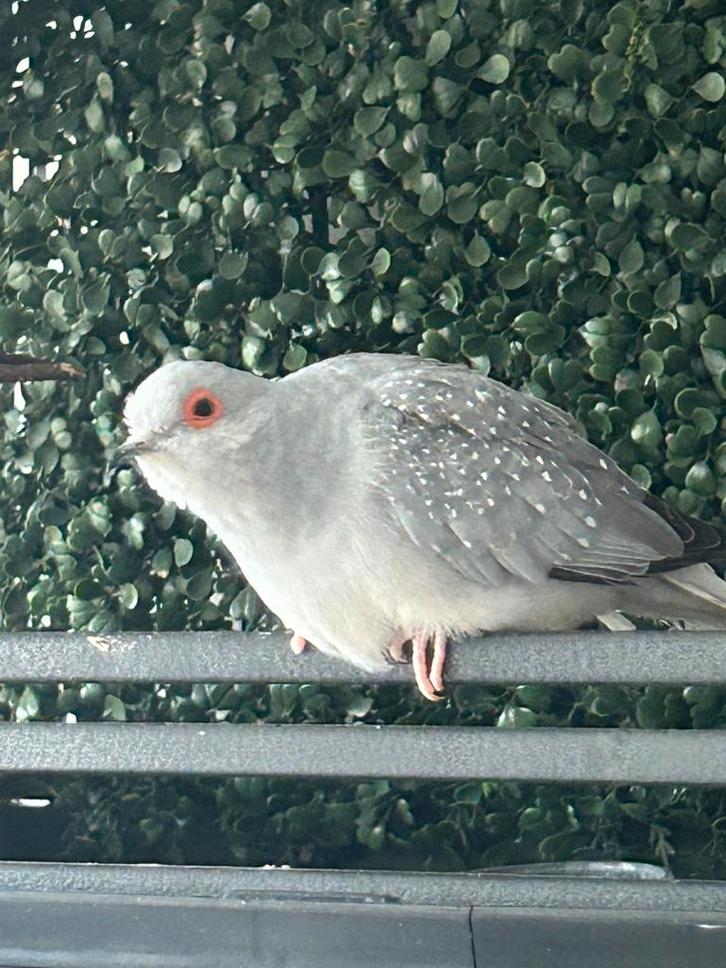 Lief diamantje op te halen, Dieren en Toebehoren, Vogels | Overige Vogels, Mannelijk