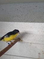 mexicosijs man, Mannelijk, Wildzangvogel, Geringd