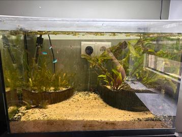 Aquarium 60 cm beschikbaar voor biedingen