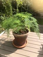 Prachtige asparagus (excl pot), Ophalen, Overige soorten, Minder dan 100 cm