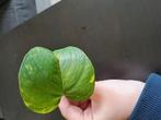 Epipremnum aureum (pothos) stekje, Huis en Inrichting, Kamerplanten, Ophalen of Verzenden, Overige soorten, Minder dan 100 cm