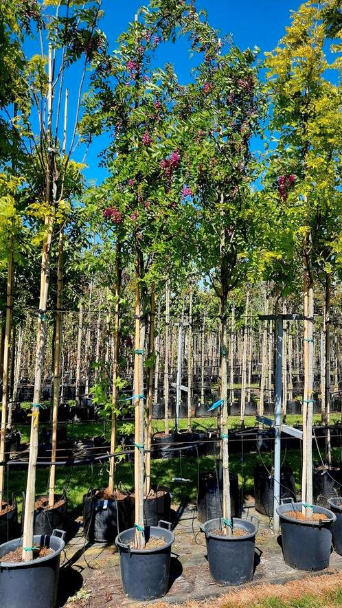 Robinia margaretta ´Casque Rouge´ (Acacia) 🌿🌺, Tuin en Terras, Planten | Bomen, Overige soorten, Volle zon, Ophalen