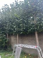 Leiboom Plataan - Mooie Bladeren, Bloeit niet, Leiboom, 250 tot 400 cm, Ophalen