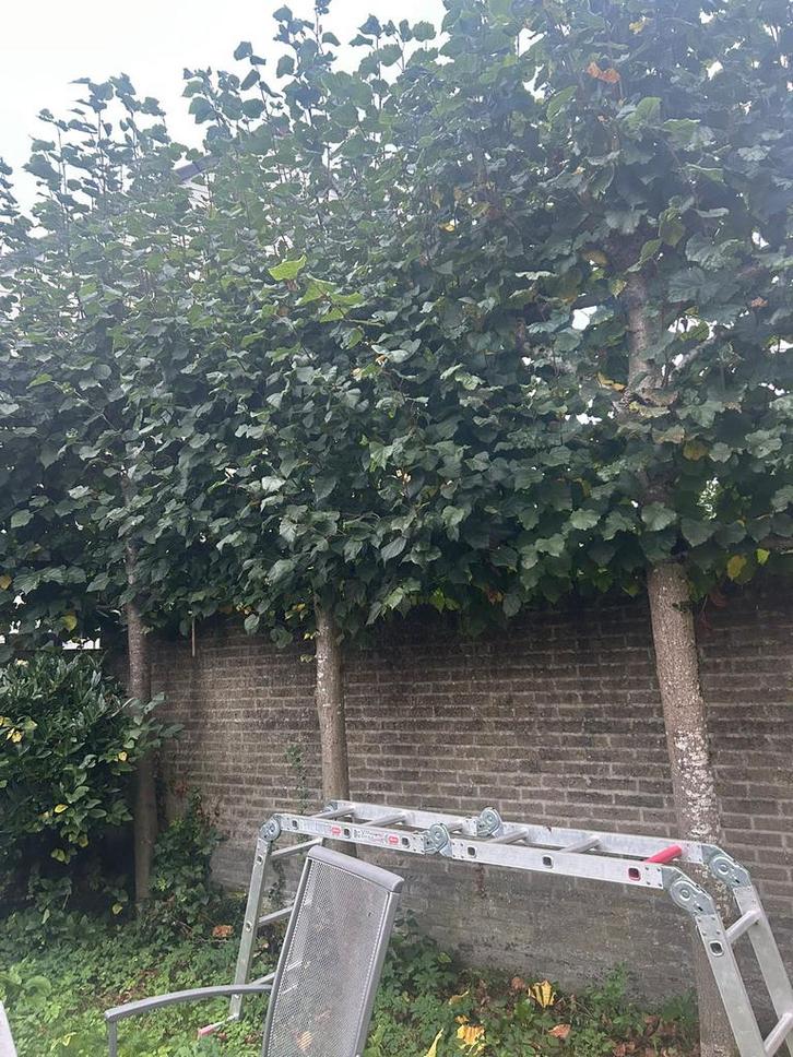 Leiboom Plataan - Mooie Bladeren, Tuin en Terras, Planten | Bomen, Leiboom, 250 tot 400 cm, Volle zon, Bloeit niet, Ophalen