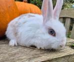 Leuk jong gecastreerd rammetje, Dieren en Toebehoren, Konijnen, Mannelijk, Klein, 0 tot 2 jaar