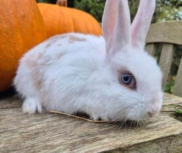 Leuk jong gecastreerd rammetje beschikbaar voor biedingen