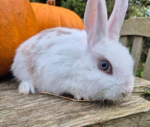 Leuk jong gecastreerd rammetje, Dieren en Toebehoren, Konijnen, Klein, Mannelijk, 0 tot 2 jaar