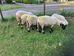 Walliser Gedekte Ooien, Dieren en Toebehoren, Vrouwelijk, Schaap, 3 tot 5 jaar