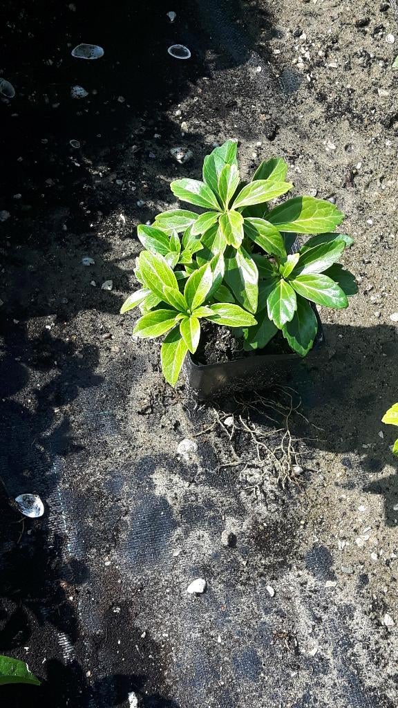 Pachysandra terminalis, Ophalen, Overige soorten, Halfschaduw