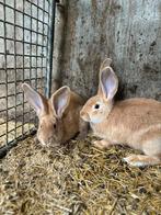 Vlaamse reuzen te koop, Dieren en Toebehoren, Konijnen, Meerdere dieren, Groot, 0 tot 2 jaar