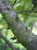 Zanthoxylum simulans Sechuanpeperboom, Ophalen, Lente, Overige soorten, In pot